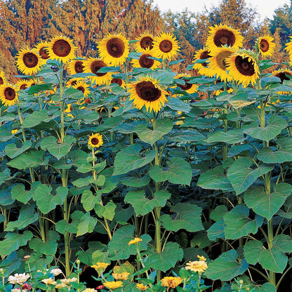🌻🌻'Sunlight Giant' Sunflower Seeds - Yellow