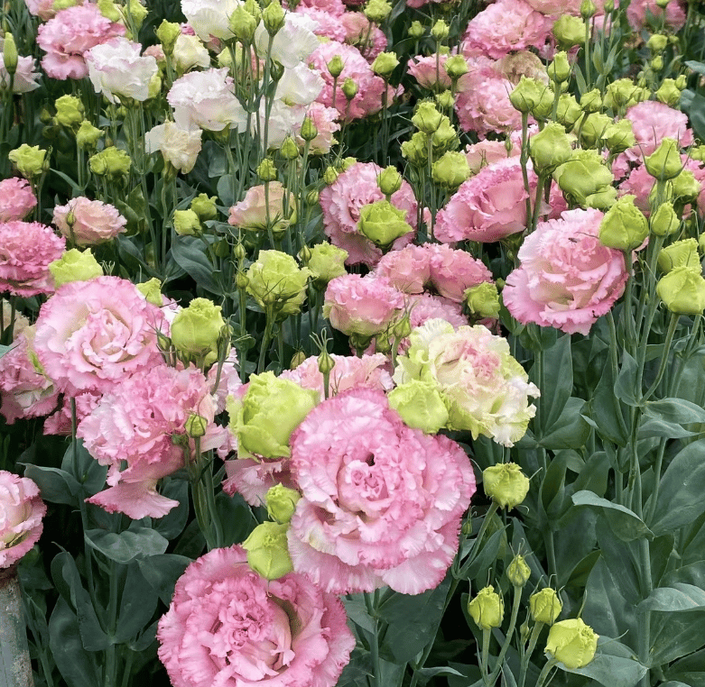 🔥Hot Sale 50% OFF🌱Eustoma Thornless Rose💐Lisanthus Seeds
