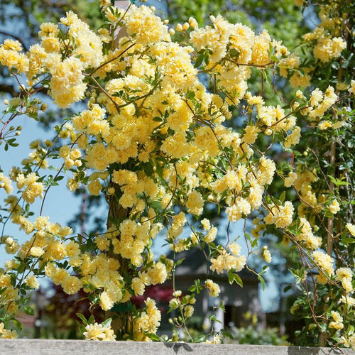 Yellow Banks Rose Seeds