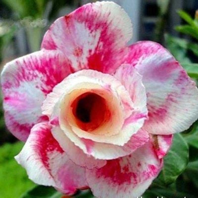 2 Pcs Rainbow Desert Rose Seeds ✨✨ LAST DAY 58% OFF