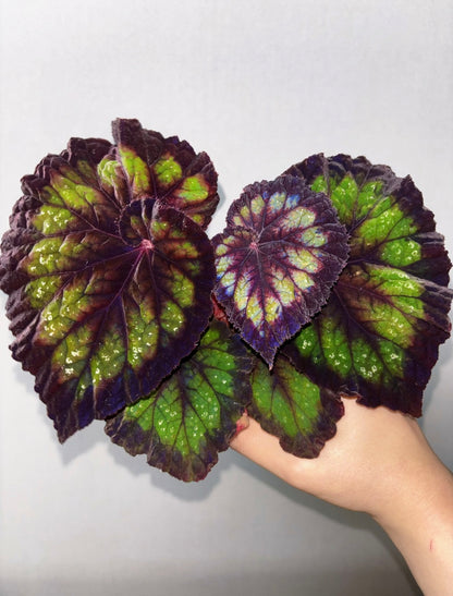 🌿Premium Begonia Seeds: A Rainbow of Blooms for Your Garden – Cultivated with Love by a Passionate Grower 🌈