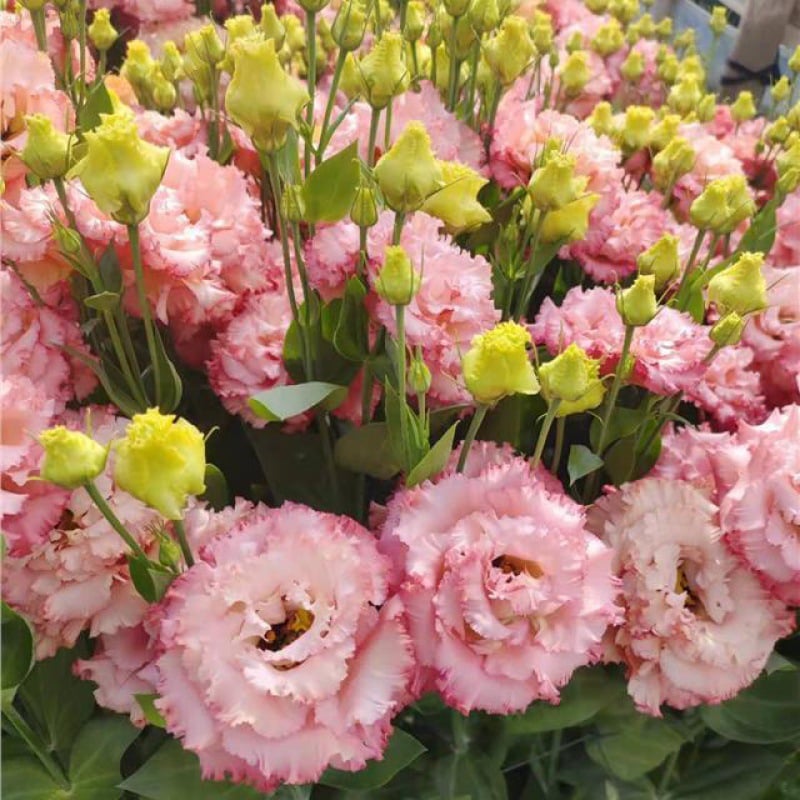 🔥Hot Sale 50% OFF🌱Eustoma Thornless Rose💐Lisanthus Seeds