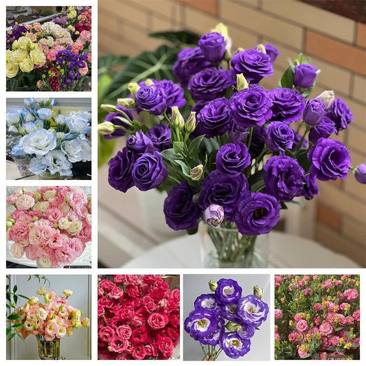 🔥Hot Sale 50% OFF🌱Eustoma Thornless Rose💐Lisanthus Seeds