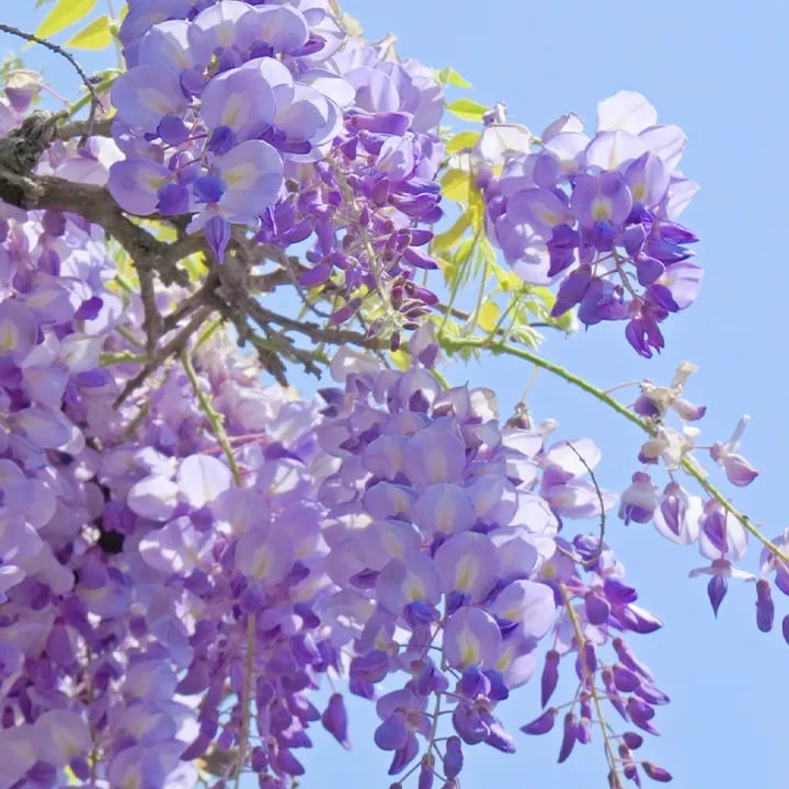 🌸Wisteria Seeds - The Garden’s Cascading Beauty All Year Round💗