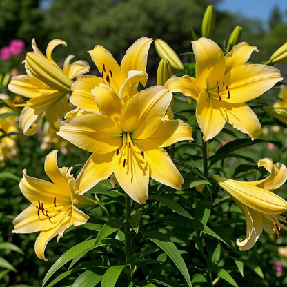 🌺Lily Bulbs—Fresh and Sweet