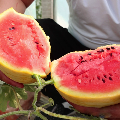 Yellow Skinned Red Flesh Watermelon Seeds