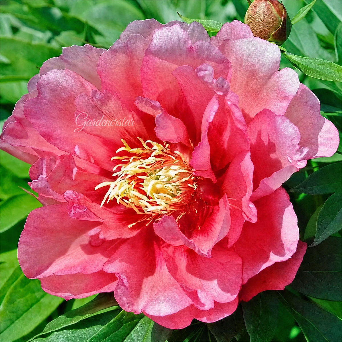 🌸 Rare Climbing Peony Bulbs🪴Big Full Blooms, Cold Hardy Perennial, Easy to Grow Garden Favorite
