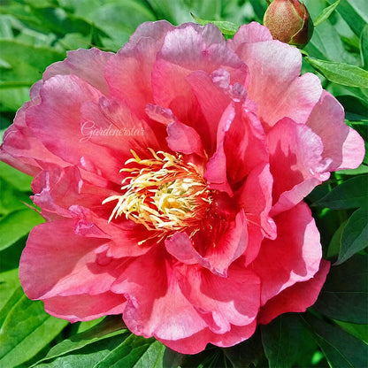 🌸 Rare Climbing Peony Bulbs🪴Big Full Blooms, Cold Hardy Perennial, Easy to Grow Garden Favorite