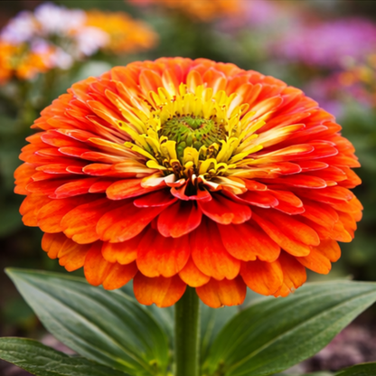 🔥Hot Sale🏷️ Zinnia Seeds🪷🪷