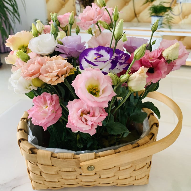 🔥Hot Sale 50% OFF🌱Eustoma Thornless Rose💐Lisanthus Seeds