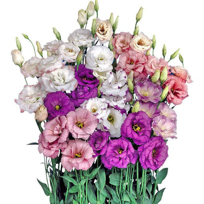 🔥Hot Sale 50% OFF🌱Eustoma Thornless Rose💐Lisanthus Seeds