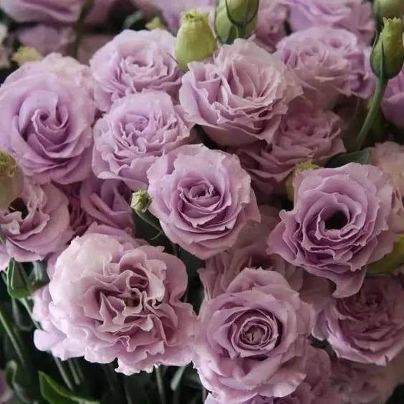 🔥Hot Sale 50% OFF🌱Eustoma Thornless Rose💐Lisanthus Seeds