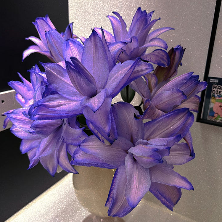 🌷Double-Flowered Perfume Lily Bulbs