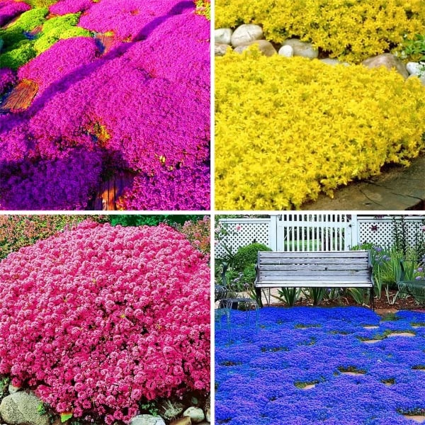 ✨🌸Low-maintenance thyme seeds🍀