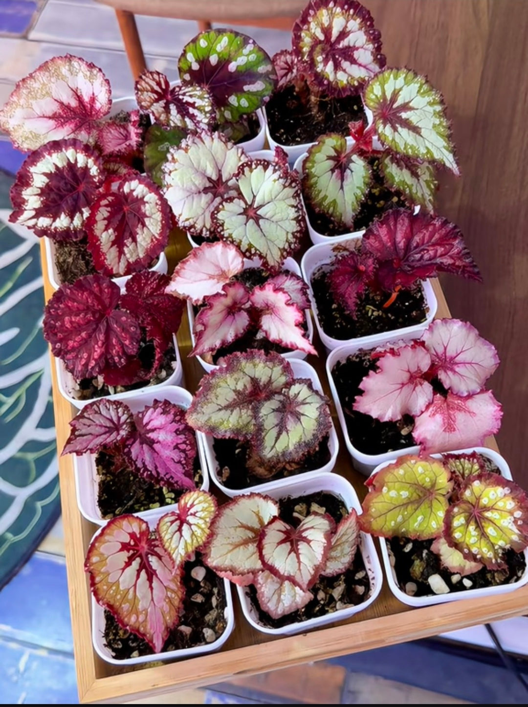 🌿Premium Begonia Seeds: A Rainbow of Blooms for Your Garden – Cultivated with Love by a Passionate Grower 🌈