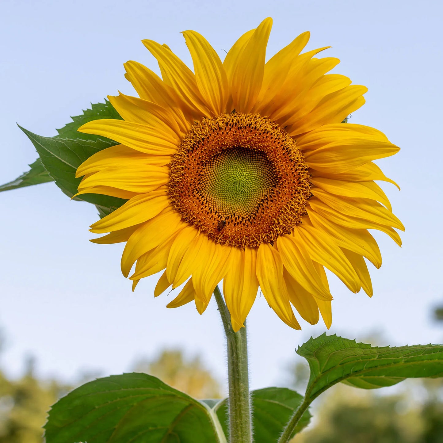 🌻🌻'Sunlight Giant' Sunflower Seeds - Yellow
