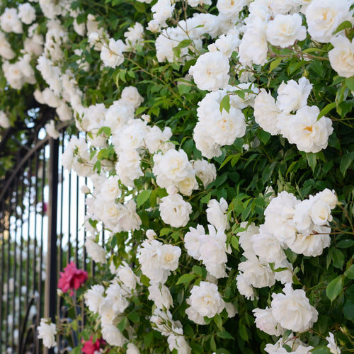White Climbing Rose Seeds