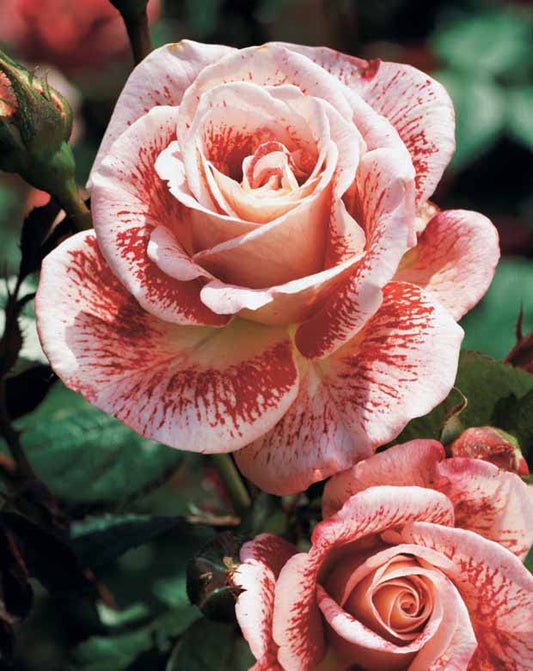 Rosier buisson Famosa - Le rosier,en motte,3 branches et +. - Willemse