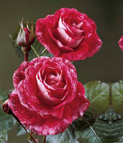 Rosier buisson Famosa - Le rosier,en motte,3 branches et +. - Willemse