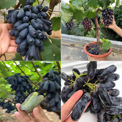 🎆Hot Sale🥂Rouge Guava Seeds--The Beauty Of Winter❄️