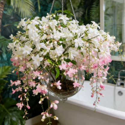 🔥50% Off Only Today🌸 Weeping Jasmine Seeds🌸