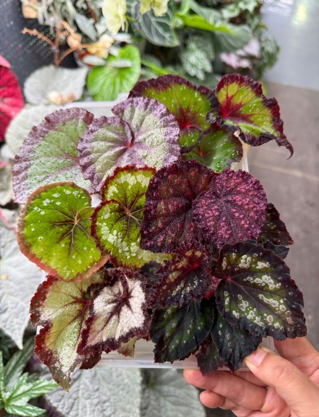 🌿Premium Begonia Seeds: A Rainbow of Blooms for Your Garden – Cultivated with Love by a Passionate Grower 🌈