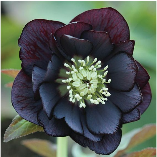 Hellebore Double Black Various Pack Sizes