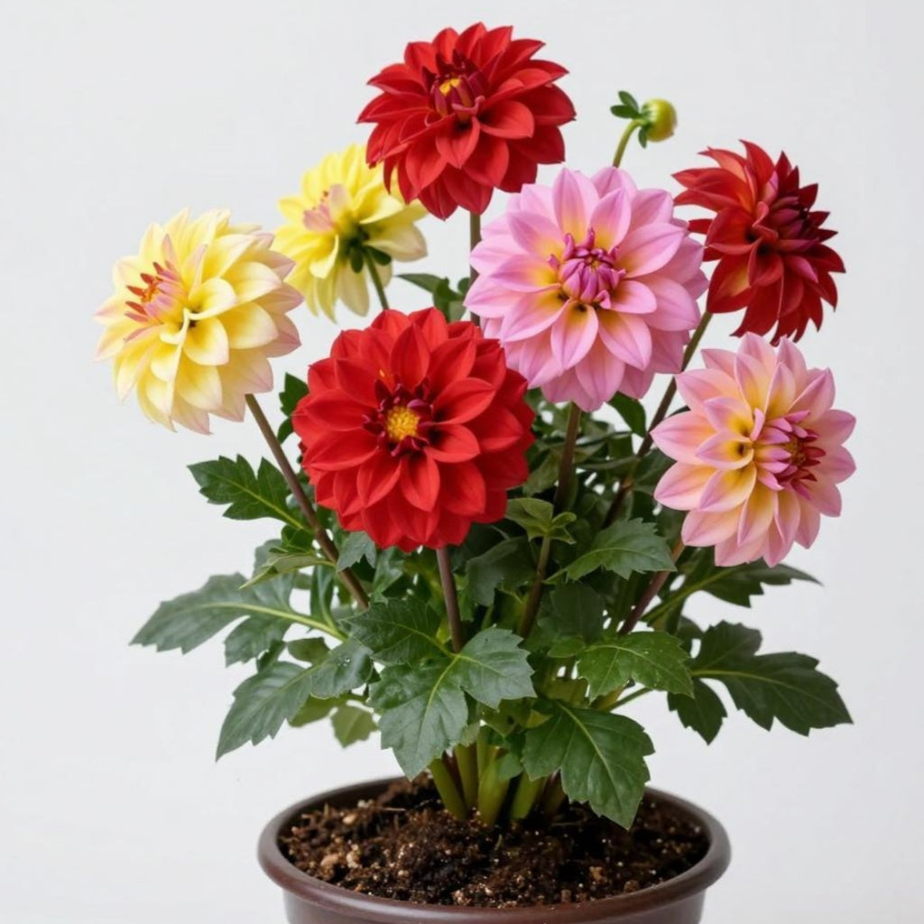 🔥Hot Sale🌱Potted Premium Dwarf Dahlia