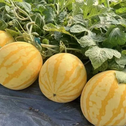 Yellow Skinned Red Flesh Watermelon Seeds
