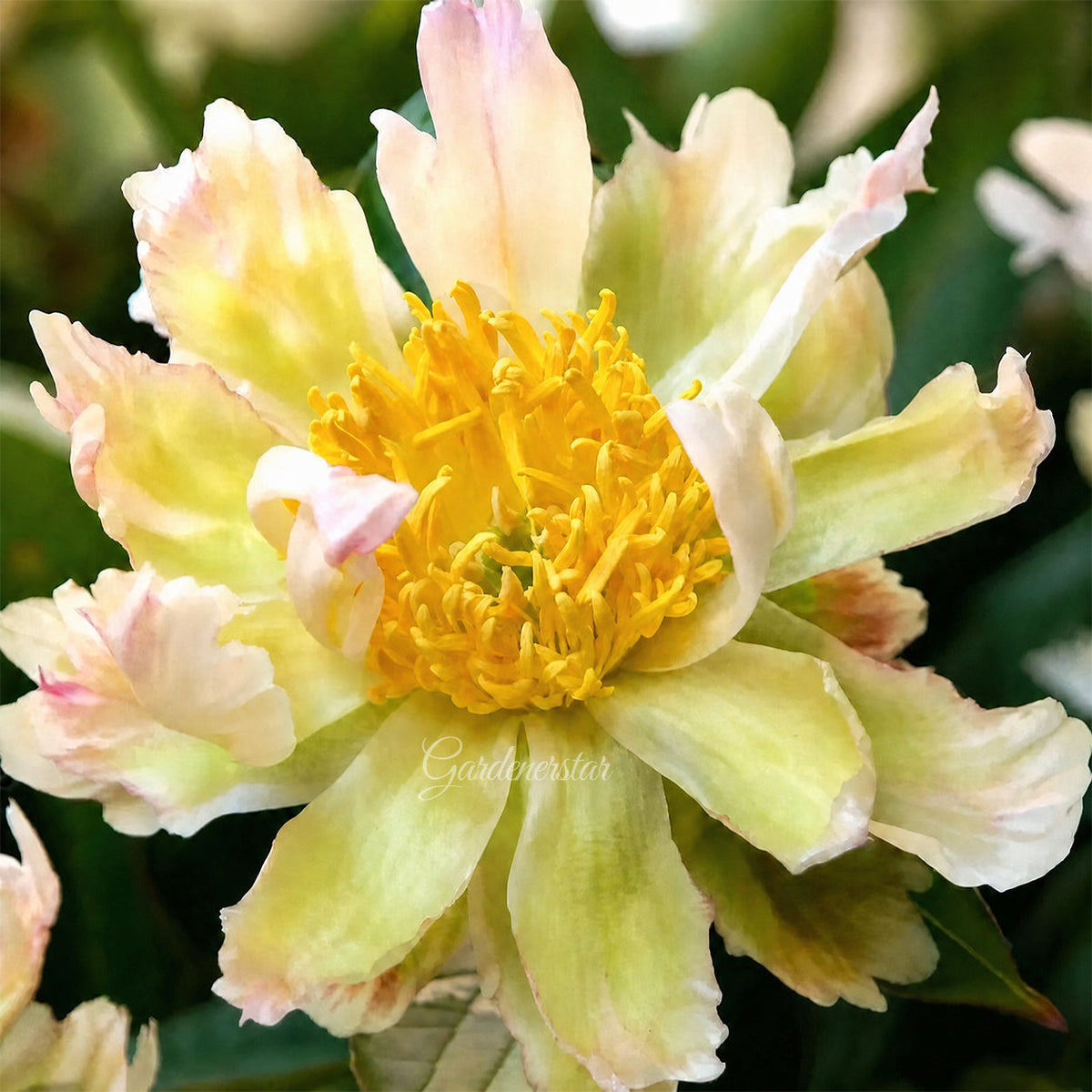 🌸 Rare Climbing Peony Bulbs🪴Big Full Blooms, Cold Hardy Perennial, Easy to Grow Garden Favorite