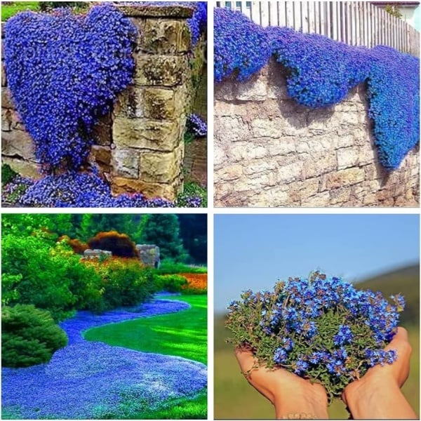 ✨🌸Low-maintenance thyme seeds🍀