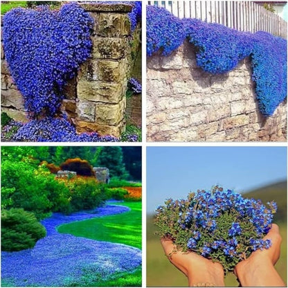 ✨🌸Low-maintenance thyme seeds🍀