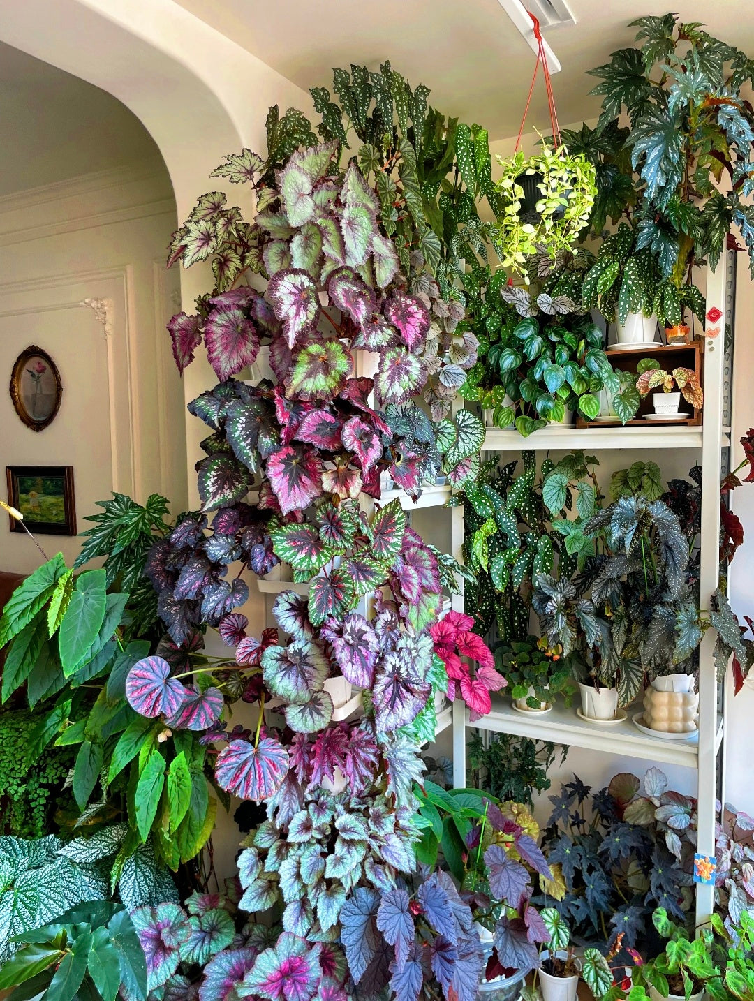 🌿Premium Begonia Seeds: A Rainbow of Blooms for Your Garden – Cultivated with Love by a Passionate Grower 🌈