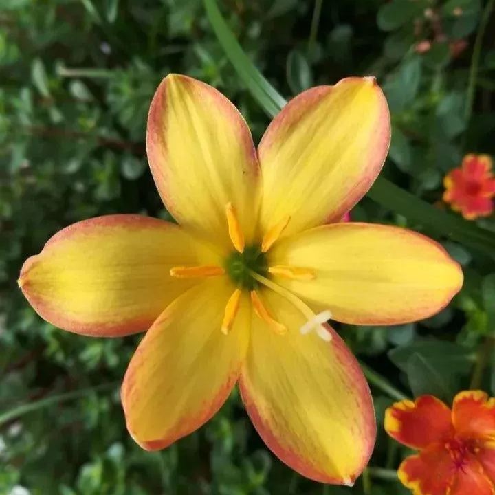 Premium Rain Lily Bulbs-Repeat-Blooming • Heat-Tolerant