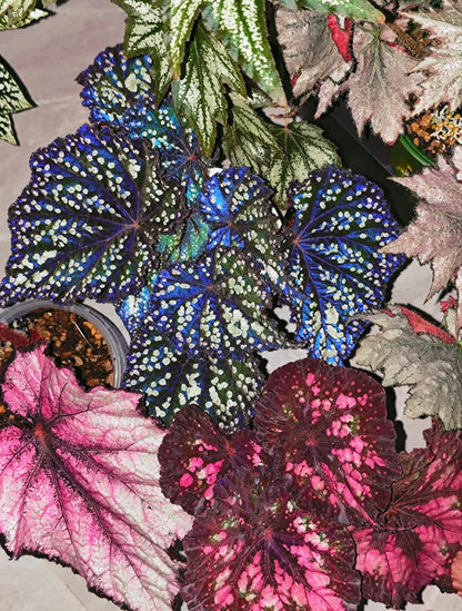 🌿Premium Begonia Seeds: A Rainbow of Blooms for Your Garden – Cultivated with Love by a Passionate Grower 🌈