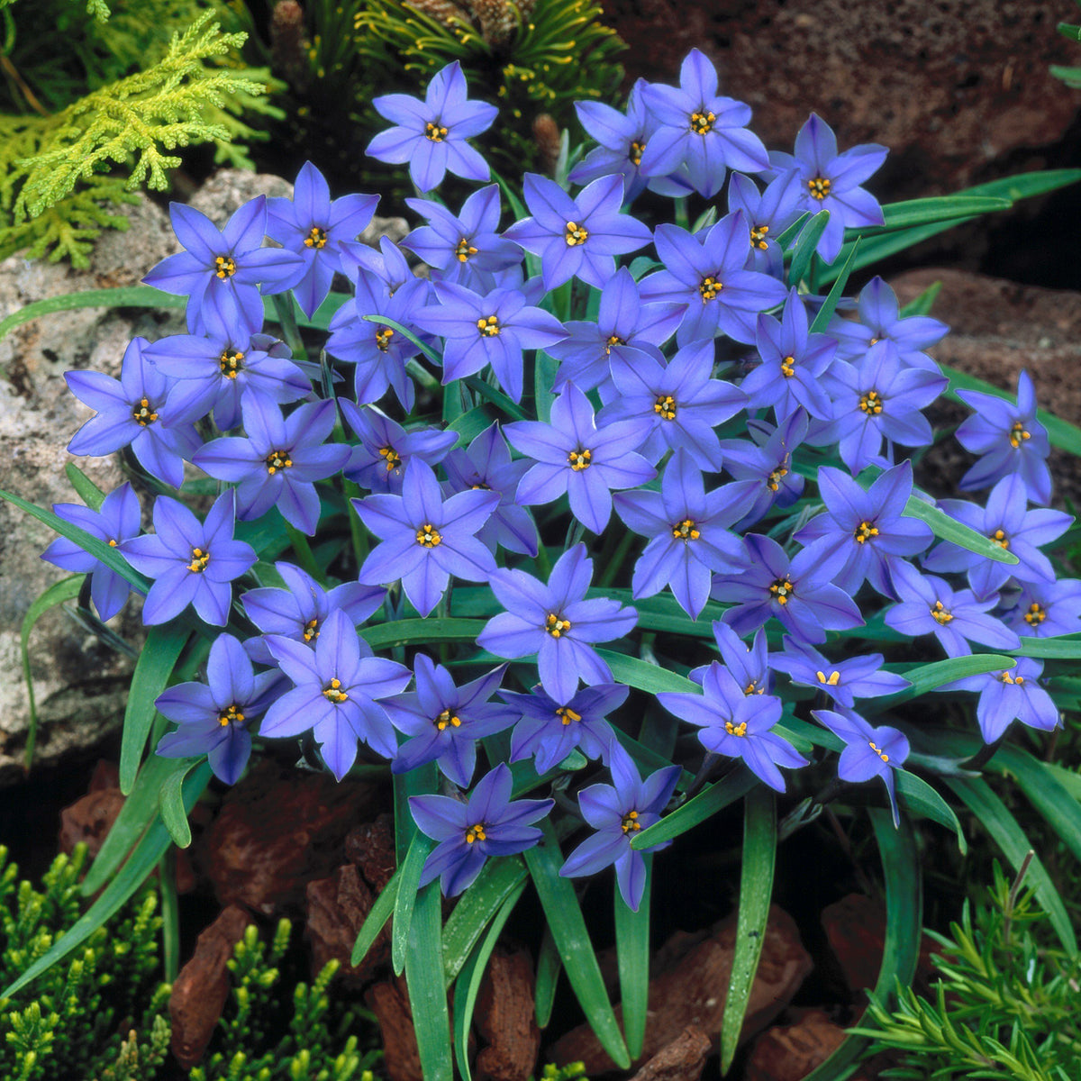 Premium Rain Lily Bulbs-Repeat-Blooming • Heat-Tolerant