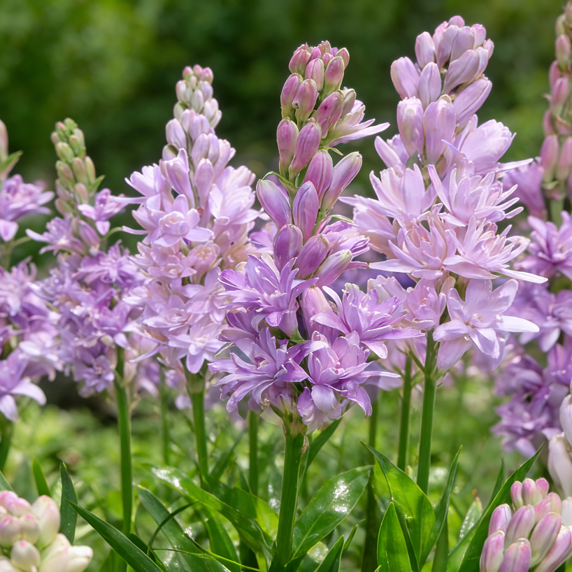 🌺Double Tuberose Bulbs - Fragrant Night Bloomer