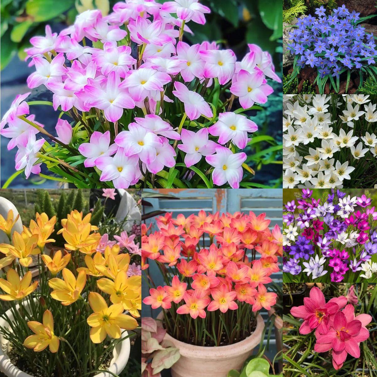 Premium Rain Lily Bulbs-Repeat-Blooming • Heat-Tolerant