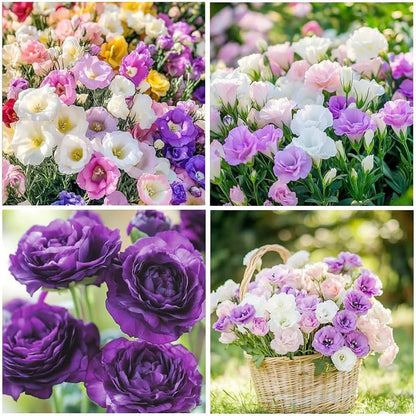🌼 Perfect Time to Plant 😍 Mixed Lisianthus Seeds with Rose-like Elegance