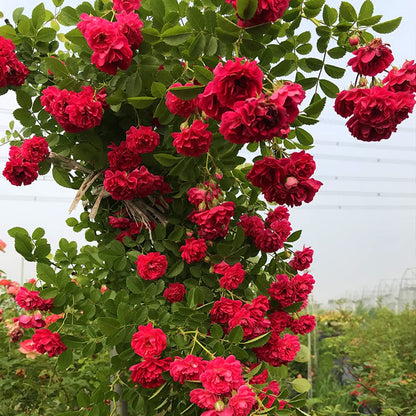 Explosion Climbing Rose Seeds