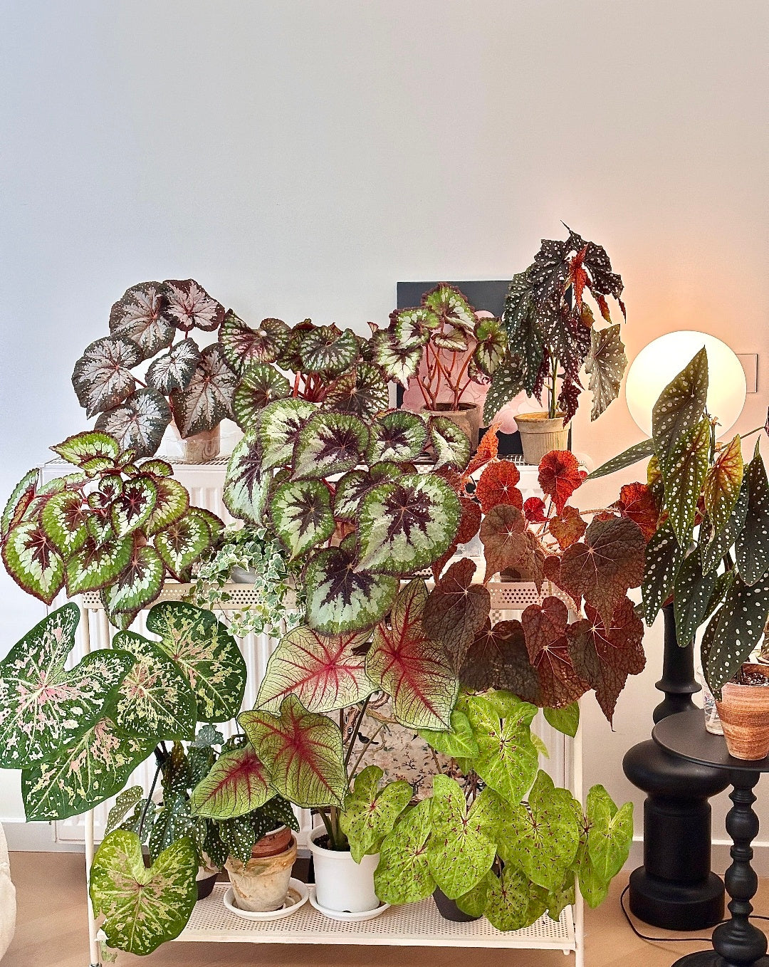 🌿Premium Begonia Seeds: A Rainbow of Blooms for Your Garden – Cultivated with Love by a Passionate Grower 🌈