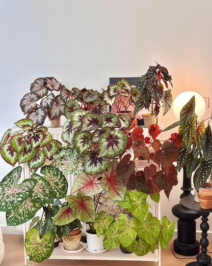 🌿Premium Begonia Seeds: A Rainbow of Blooms for Your Garden – Cultivated with Love by a Passionate Grower 🌈