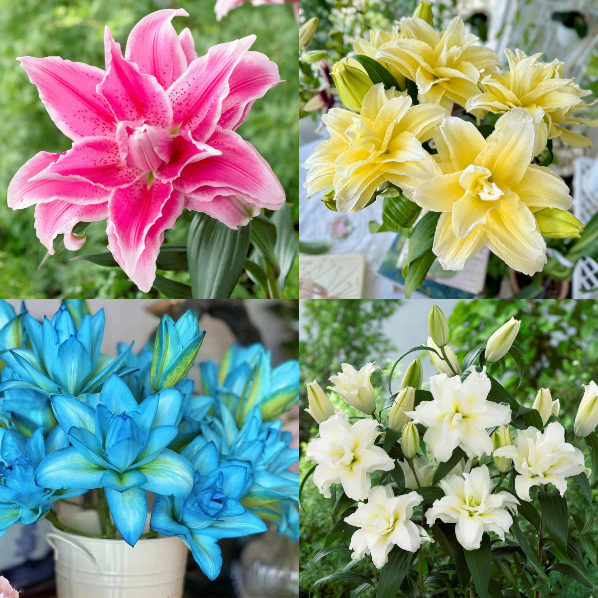 🌷Double-Flowered Perfume Lily Bulbs