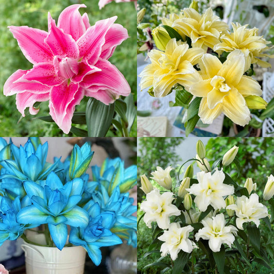 🌷Double-Flowered Perfume Lily Bulbs