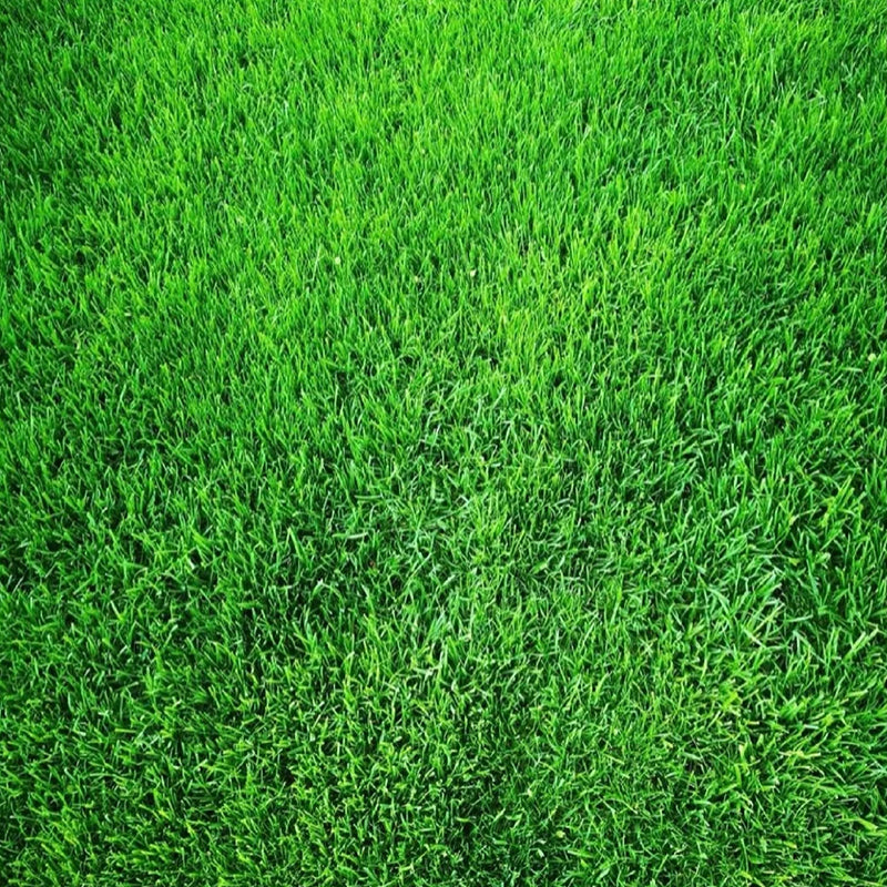 Turn Patchy, Dead Grass Into a Thick Green Lawn in Weeks