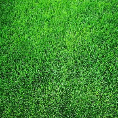 Turn Patchy, Dead Grass Into a Thick Green Lawn in Weeks