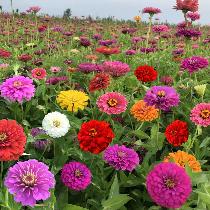 Double Zinnia Seeds Mix
