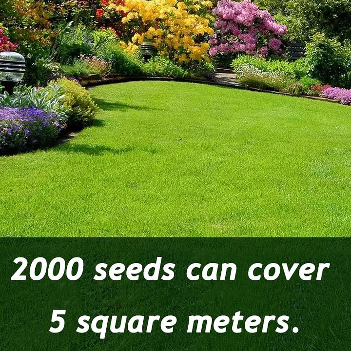 Turn Patchy, Dead Grass Into a Thick Green Lawn in Weeks