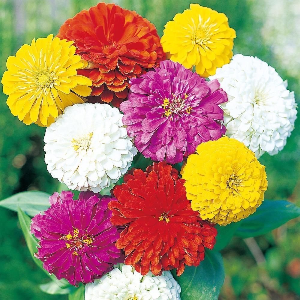 Double Zinnia Seeds Mix