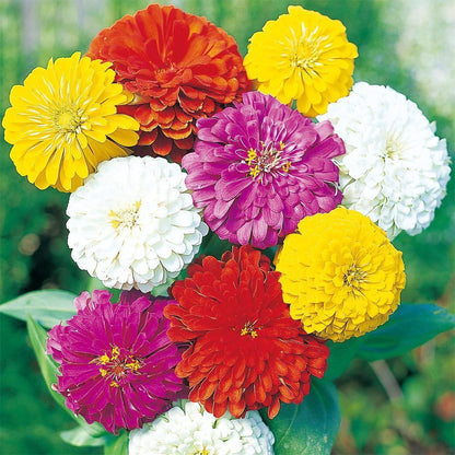 Double Zinnia Seeds Mix